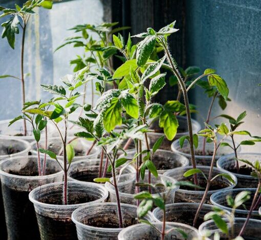 Practical Tips for Creating a Sustainable Home Garden All Year Round